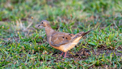 Mourning dove in grass