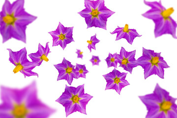 Bright purple flowers flying chaotically from top to bottom, isolated on a transparent background.