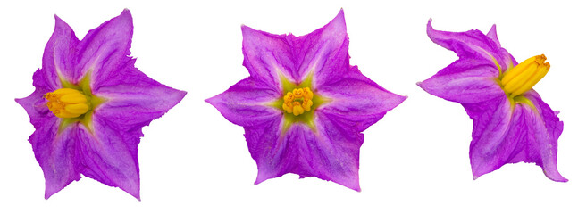 Three purple eggplant flowers, isolated on a transparent background.