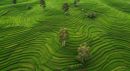 Fototapeta premium Lush green rice paddies terraced up a hillside.
