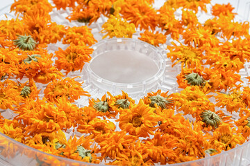 Bright dried calendula flowers with vivid orange petals lay spread on a transparent tray for dehydration