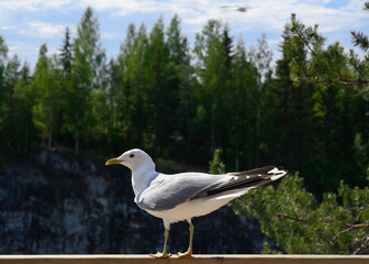 A close-up view of a seagull sitting on a log, against the background of mountains and forests in Karelia