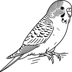 Sitting Budgerigar line art vector illustration isolated on a white background