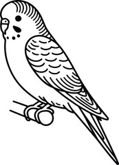 Sitting Budgerigar line art vector illustration isolated on a white background