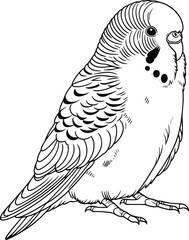 Sitting Budgerigar line art vector illustration isolated on a white background