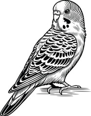 Sitting Budgerigar line art vector illustration isolated on a white background