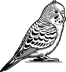 Sitting Budgerigar line art vector illustration isolated on a white background
