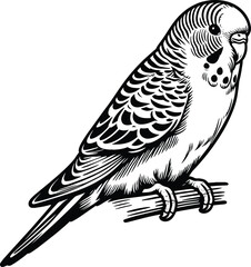 Sitting Budgerigar line art vector illustration isolated on a white background