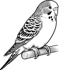 Sitting Budgerigar line art vector illustration isolated on a white background