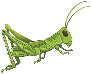 green grasshopper on white background