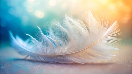 Delicate feather with soft light