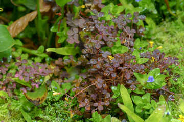 A diverse mix of plants and small flowers with varying leaf shapes and colors. The scene reflects natural richness and seasonal freshness.