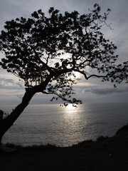 Silhouette of a tree growing on a cliff on the edge of beach.