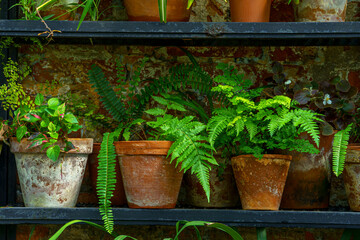 A variety of potted plants are arranged on a metal shelf against a brick wal. The rustic background and mix of textures create a cozy, natural atmosphere.