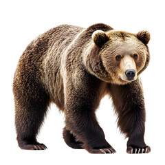 Majestic Brown Bear Isolated on White Background for Professional Design