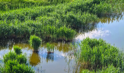 Wetland scene with lush green vegetation embracing a calm body of water. Dense grass and reeds biodiversity. Peaceful ambiance and rich natural beauty landscape, conservation and sustainability