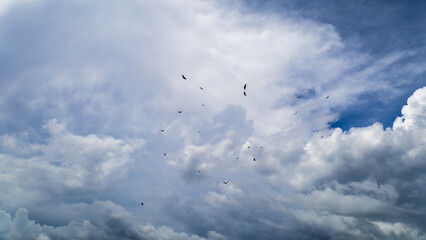clouds in the sky with birds hovering