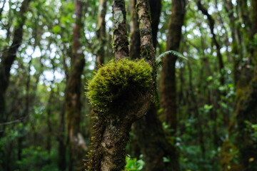 Close-Up of Moss-Covered Tree Branch in Lush Forest
