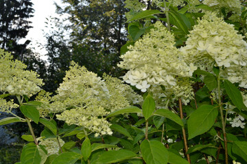 white hydrangea blooms in the garden