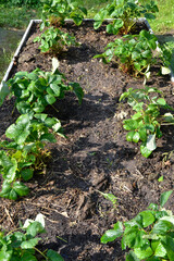 bed of green strawberry bushes