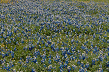 pool of bluebonnets in texas