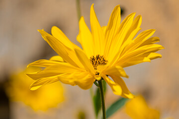 Bright yellow sunroot, topinambur or wild sunflower (Helianthus tuberosus). Monochrome macro close...
