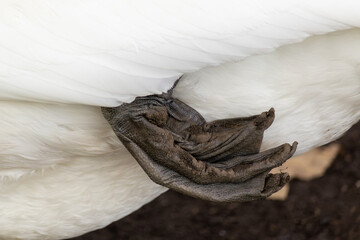 Bird's foot is dirty and has a black spot on it. The bird is white. The photo has a mood of sadness and loneliness