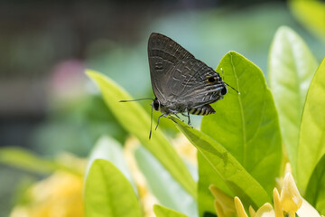A cornelian butterfly (deudorix epijarbas) on the Chinese ixora leaf.