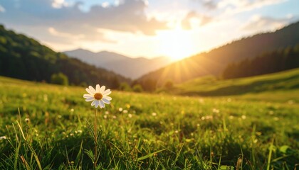 Sunrise Daisy Meadow, Mountain Landscape, Golden Hour Light