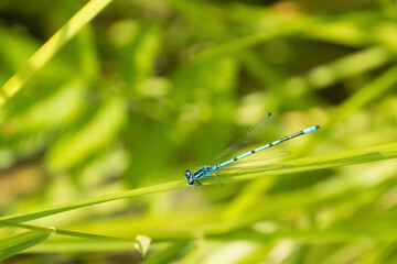 Blue dragonflh resting on a balde of grass