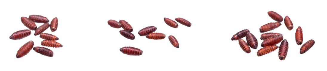 brown fly larvae on an isolated background