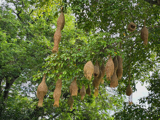weaver bird nest  hanging on the tree .  group of baya weaver bird nests  in the forest  .