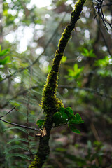 Close-Up of Moss-Covered Branch in Dense Forest with Lush Foliage
