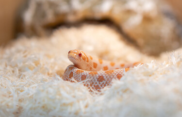 Arctic Albino Hognose Snake on Soft Bedding
