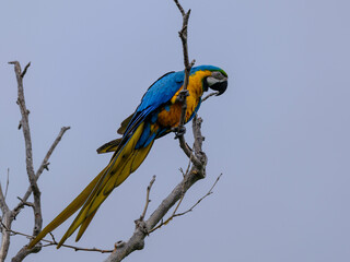 A yellow and blue macaw perched in a tree