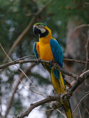 A yellow and blue macaw perched in a tree