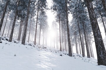Naklejka premium snow-covered pine forest under golden sunrise, soft morning mist between trees, untouched snow on ground, cinematic natural lighting, no text.