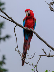 A red and blue macaw perched in a tree