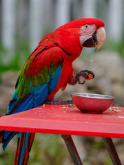A cute macaw eating walnuts on the table