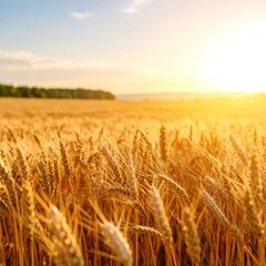 Obraz premium Golden wheat field at sunset (6)