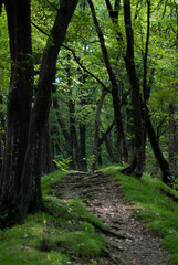 Obraz premium A quiet trail winds through the deep woods. 