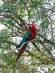 A red and blue macaw perched in a tree