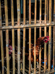 rooster in the small bamboo cage in the market ready to be slaughtered © izzul fikry (ijjul)