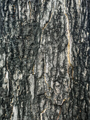 Close up Texture of Rough Tree Bark with Deep Cracks and Natural Patterns
