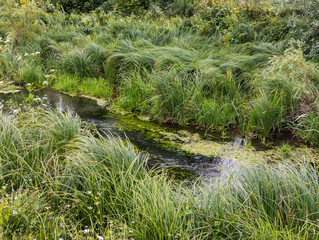 A small stream running through a lush green field of grasses
