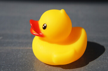 Yellow rubber duck isolated on gray background, plastic animal, figurine, duck toy