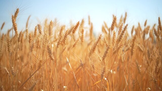 Golden wheat field