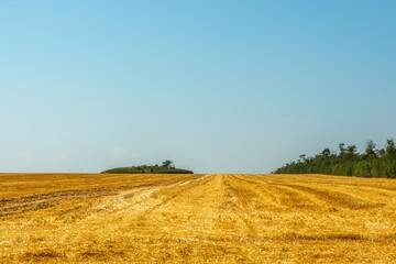 golden yellow field after harvested wheat, green hill of ancient burial mound and forest shelterbelt on plains of southern Russia on hot summer day