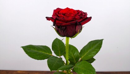  Dark red rose with green leaves .