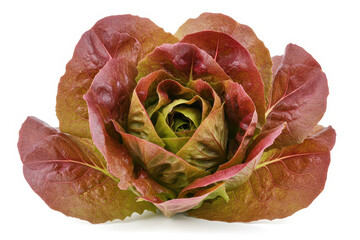Fresh red lettuce isolated on white background.